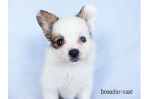 成約済の千葉県のパピヨン-160004の4枚目